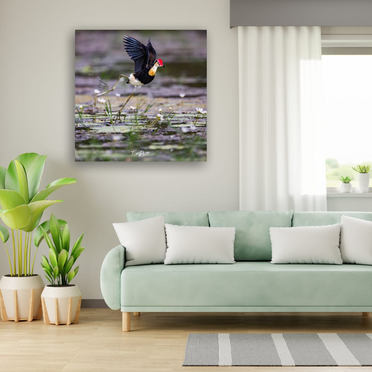 Comb-Crested Jacana Takeoff