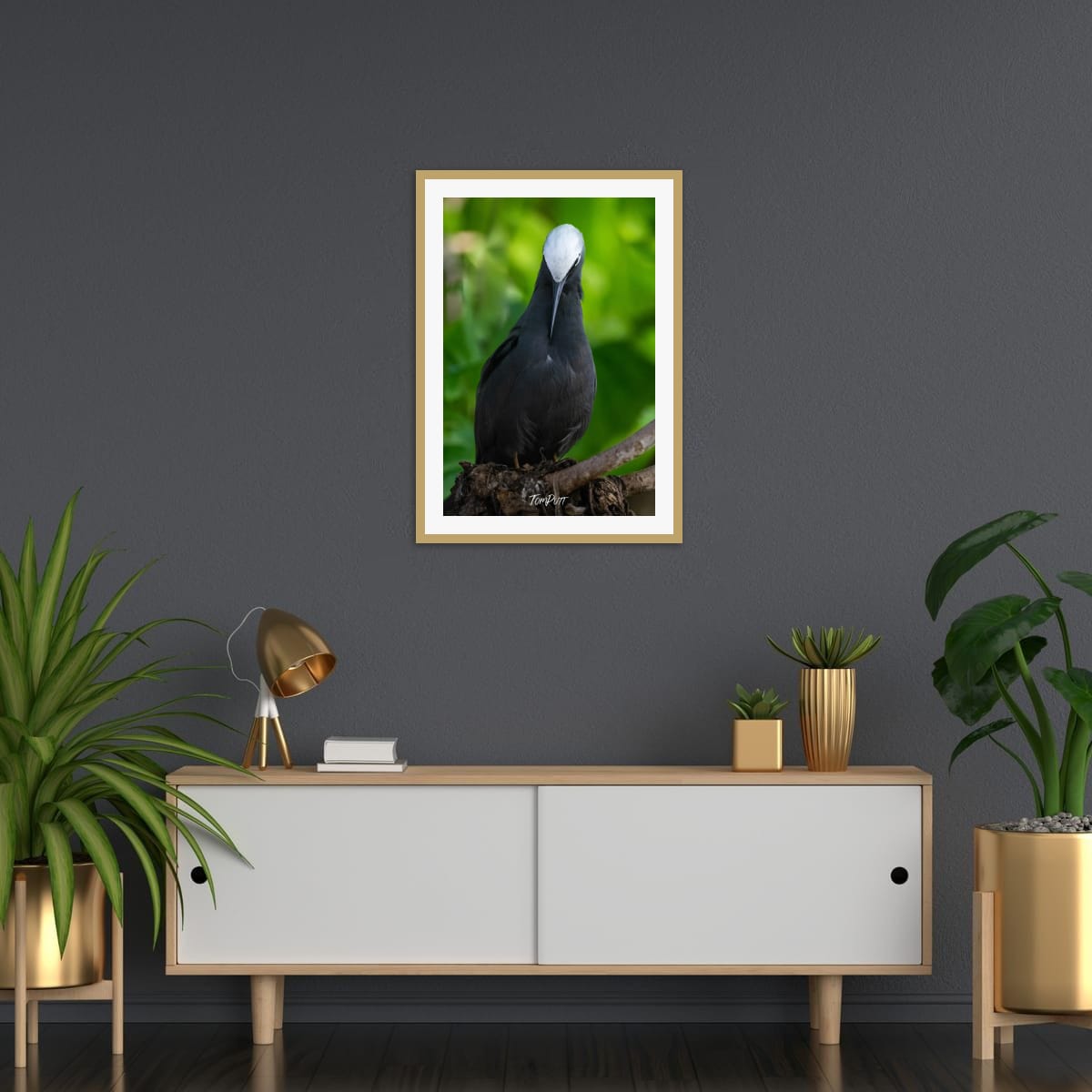 Perched Elegance: Black Noddy