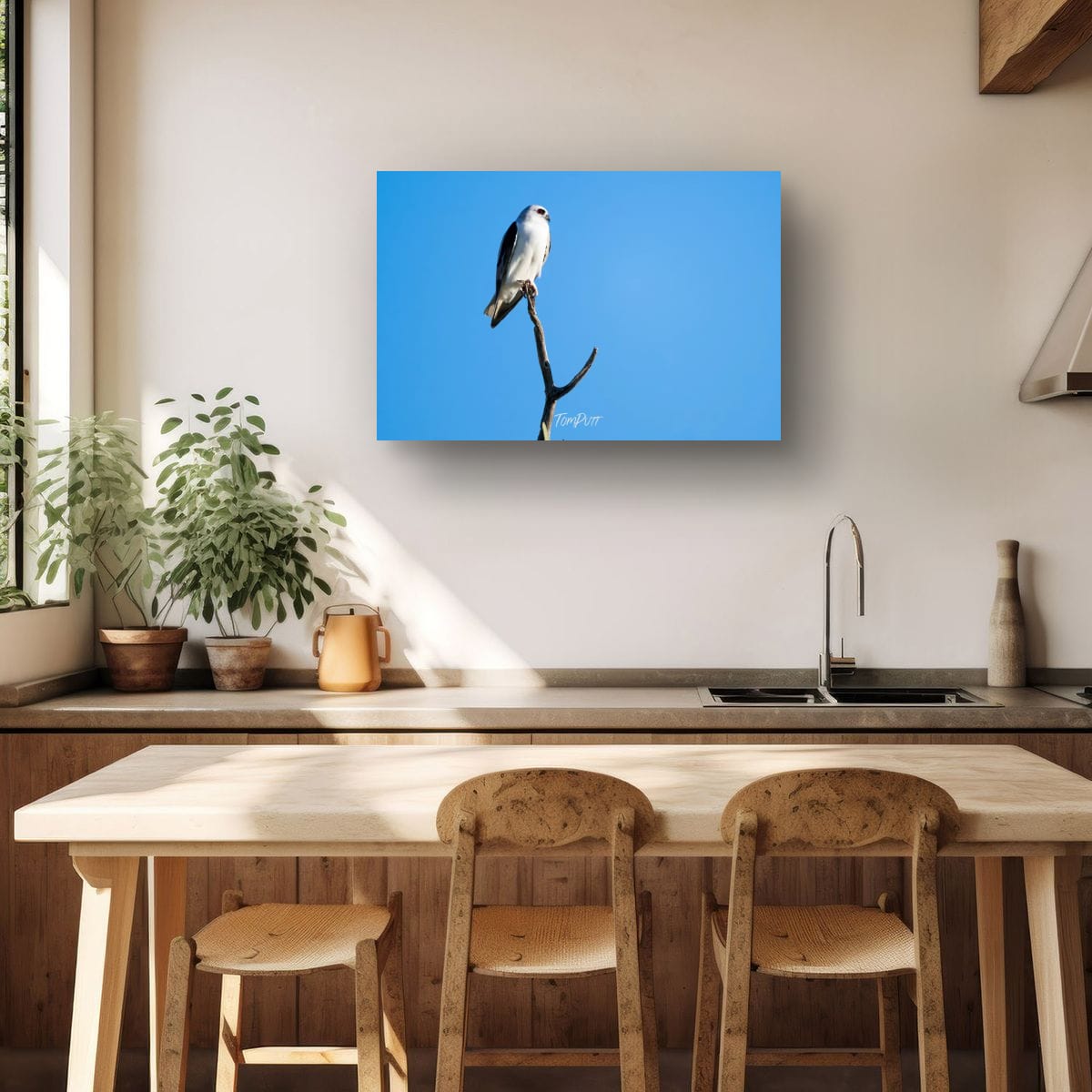 Sentinel. Letter-Winged Kite