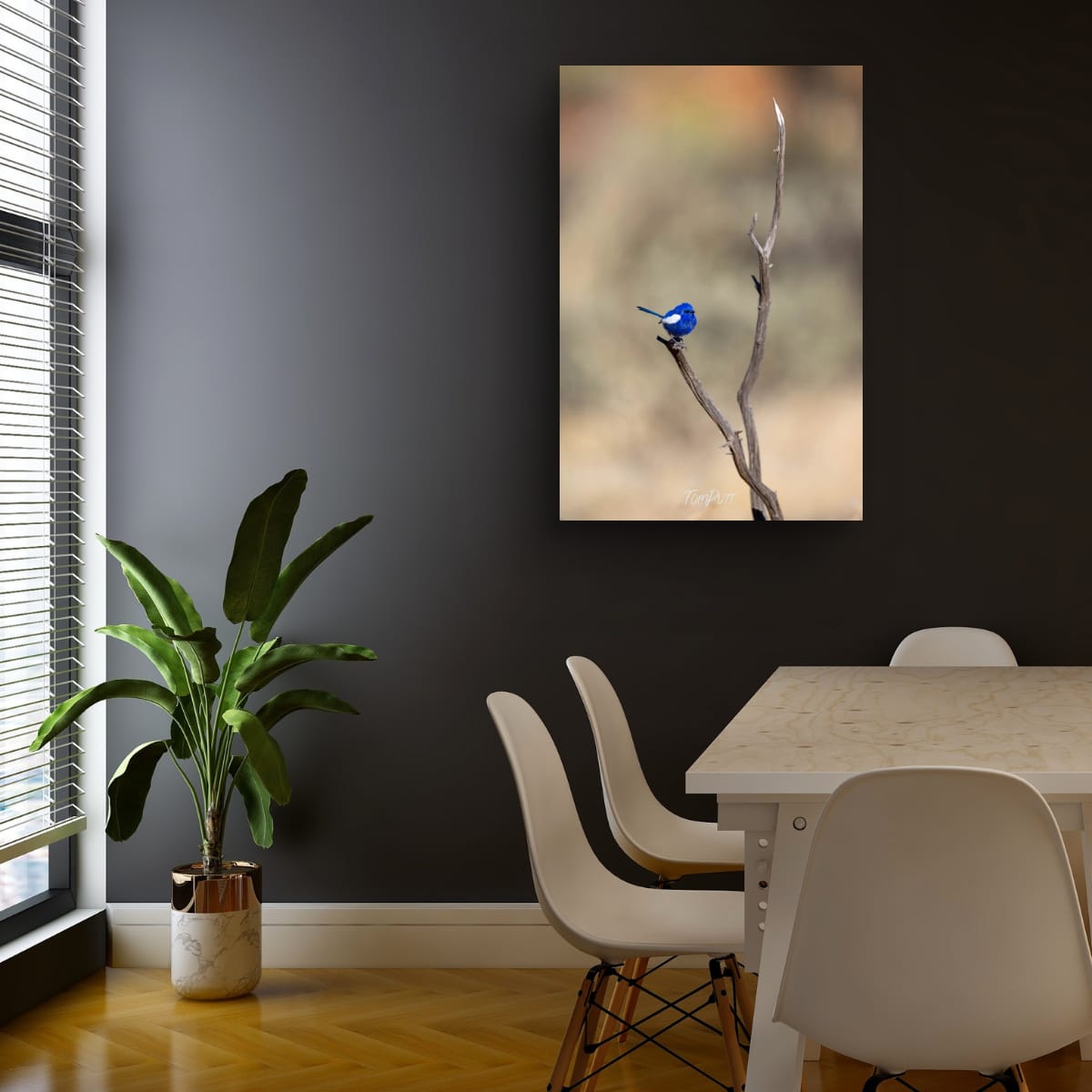 Still Moment. White-Winged Fairy Wren