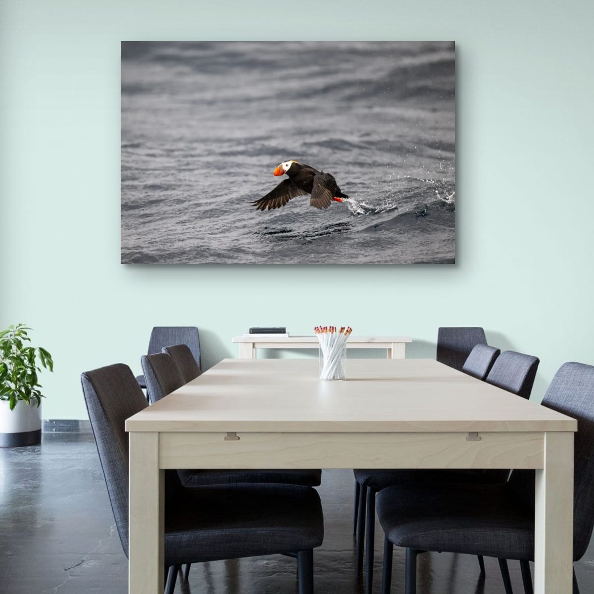 Water Launch: Tufted Puffin