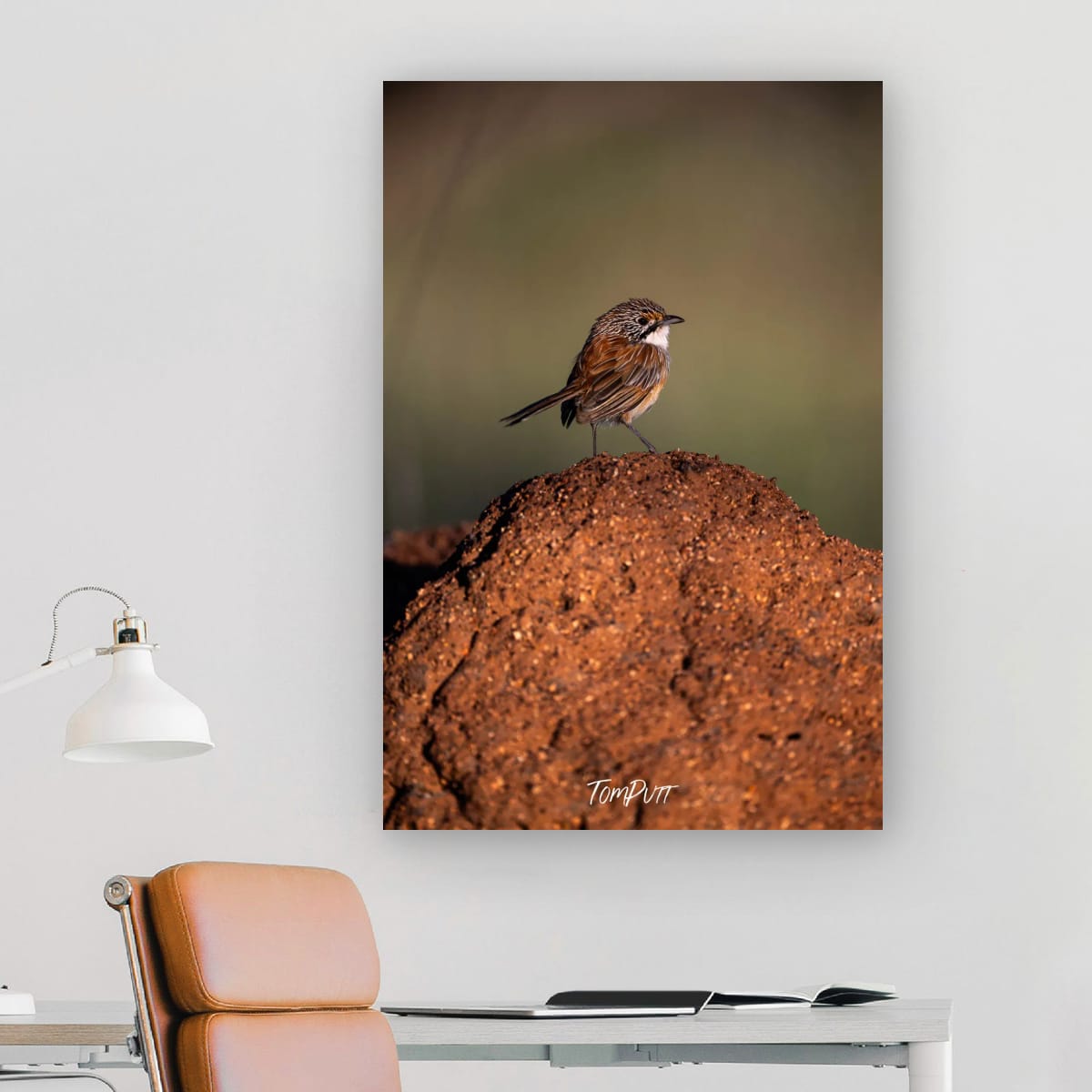 Opalton Grasswren Lookout
