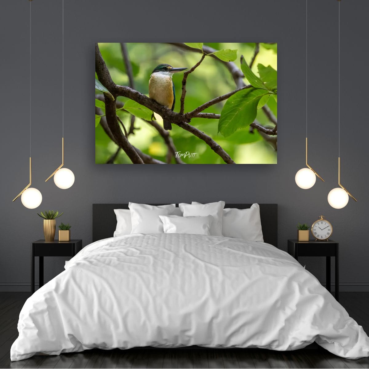 Sacred Kingfisher: Heron Island