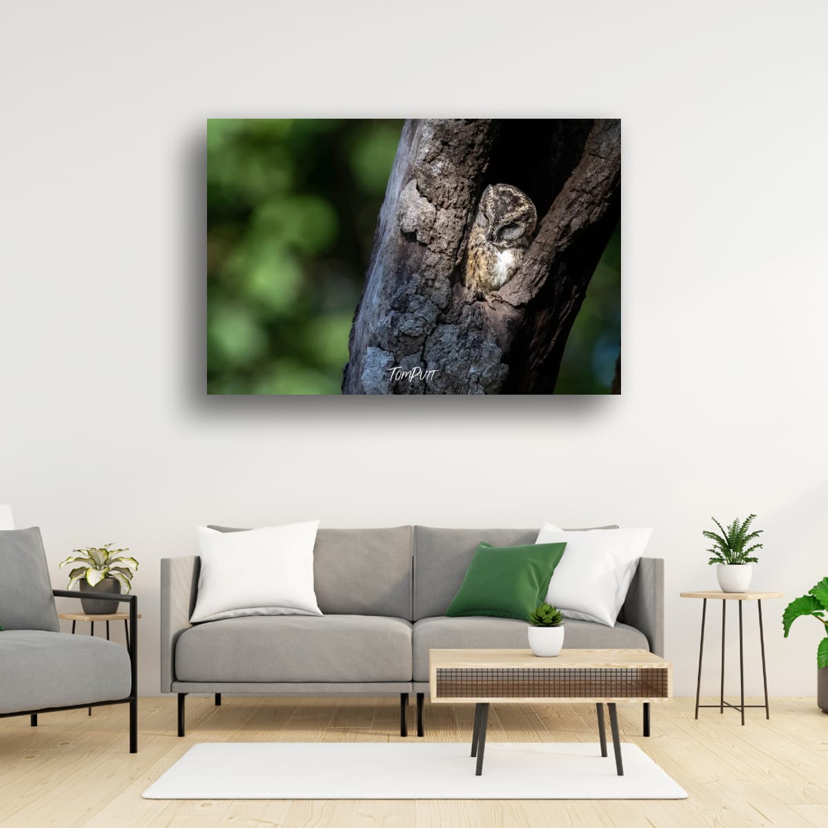 Indian Scops Owl at Rest