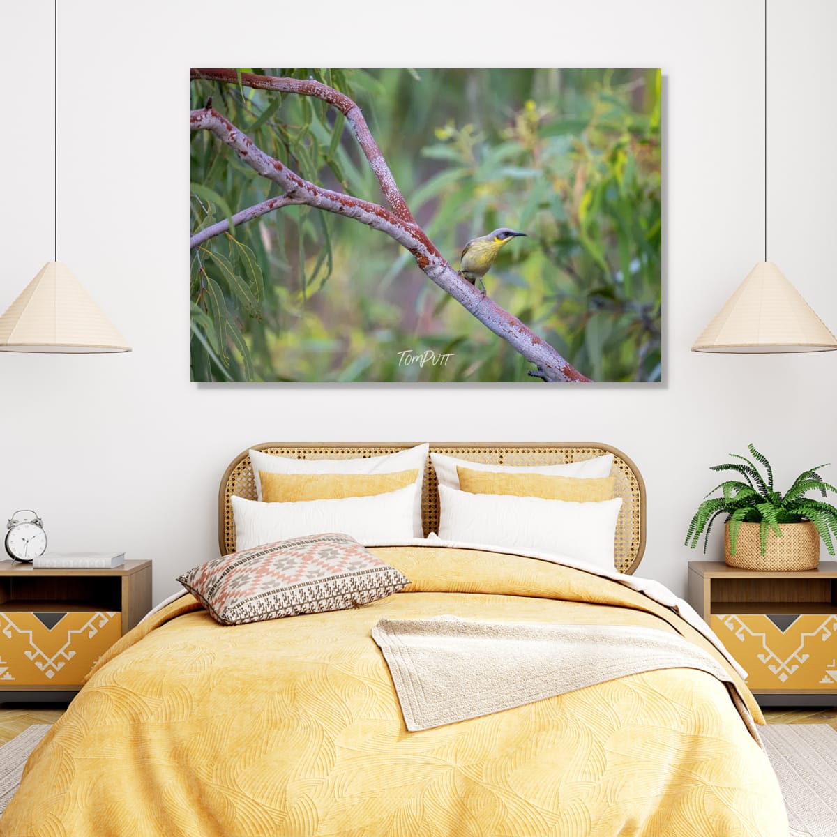 Grey-Headed Honeyeater, Channel Country