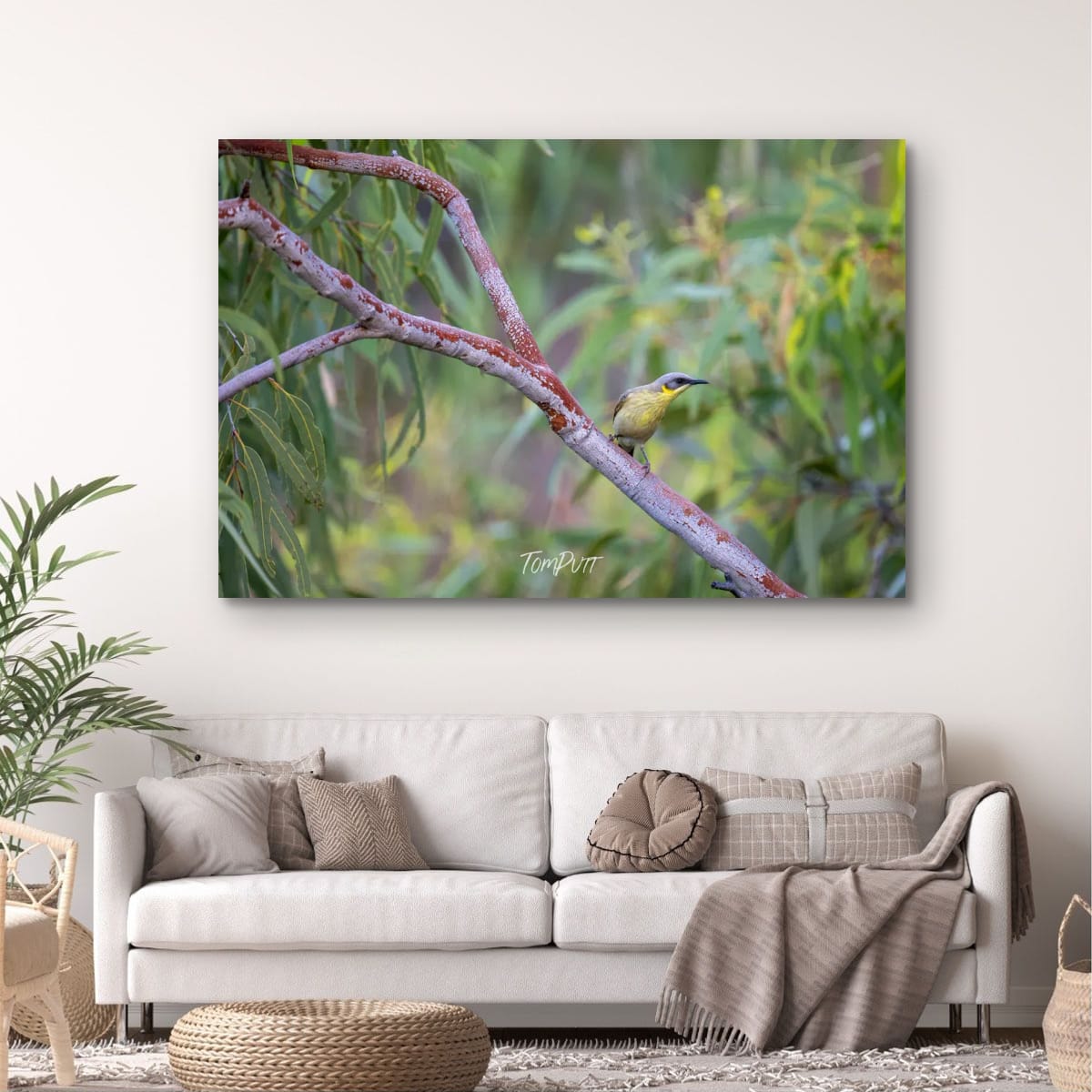 Grey-Headed Honeyeater, Channel Country