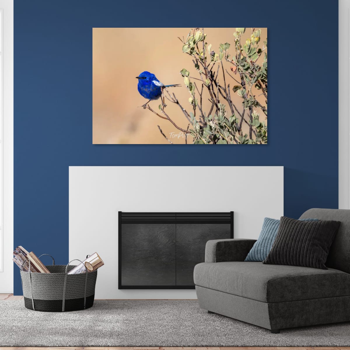 Holding On. White-Winged Fairy Wren