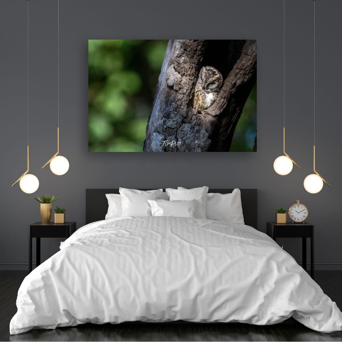 Indian Scops Owl at Rest