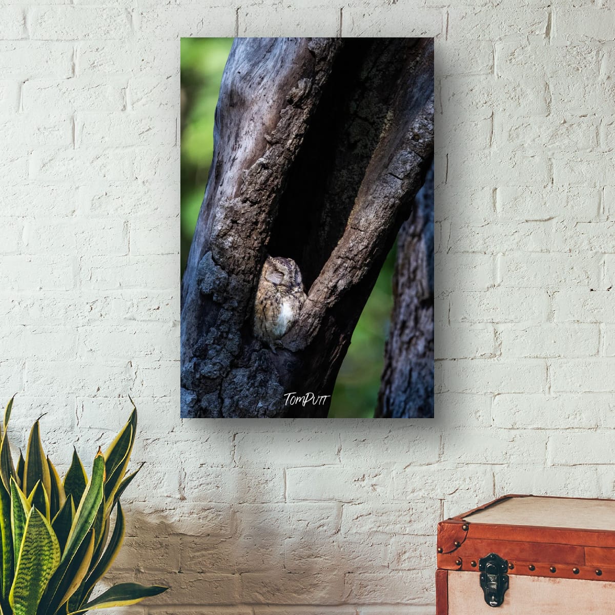 Sleeping Indian Scops Owl