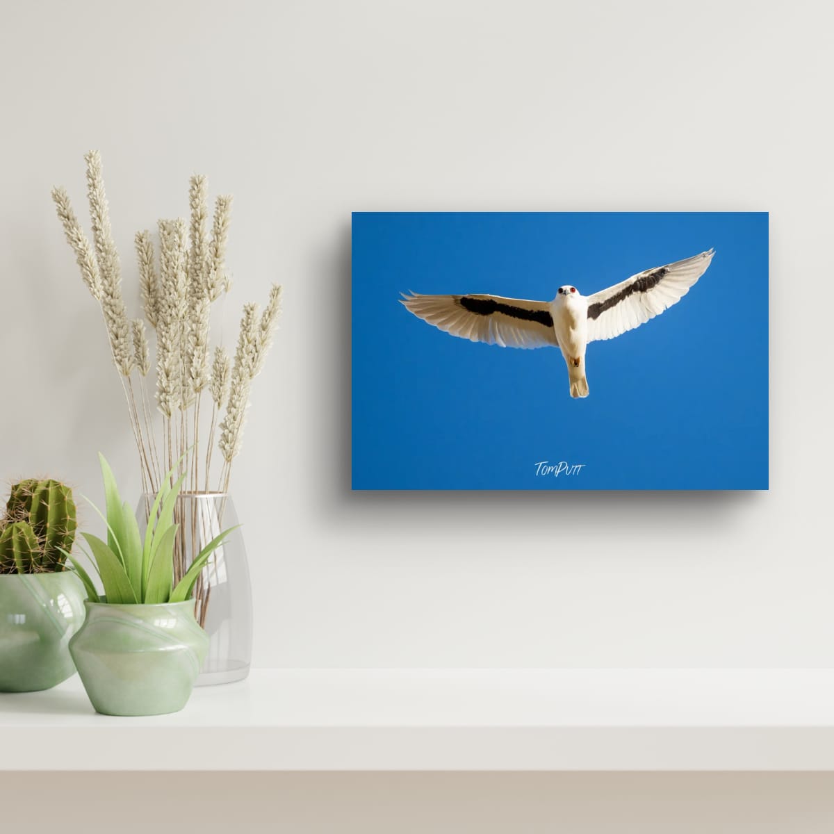Magestic Flight. Letter-Winged Kite