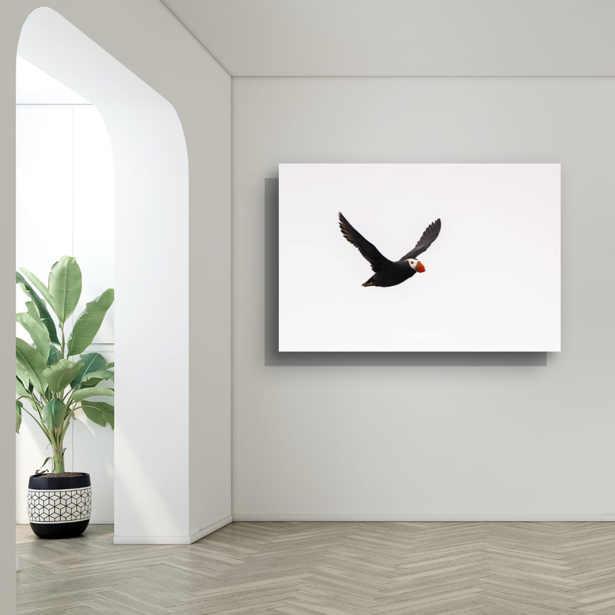 Happy Flyer: Tufted Puffin