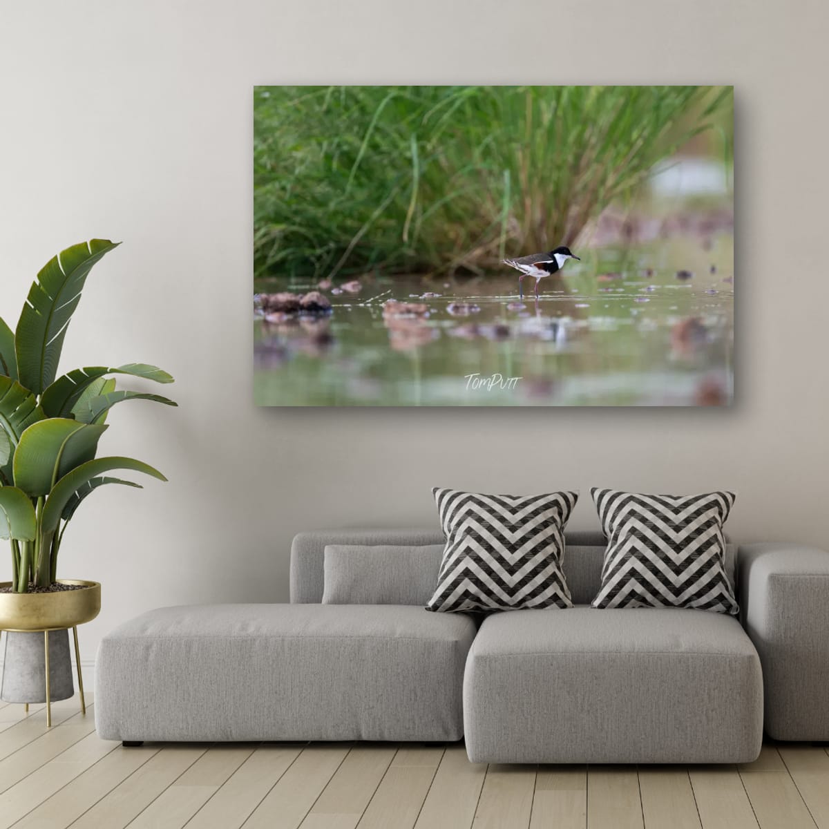 Wading. Red-Kneed Dotterel
