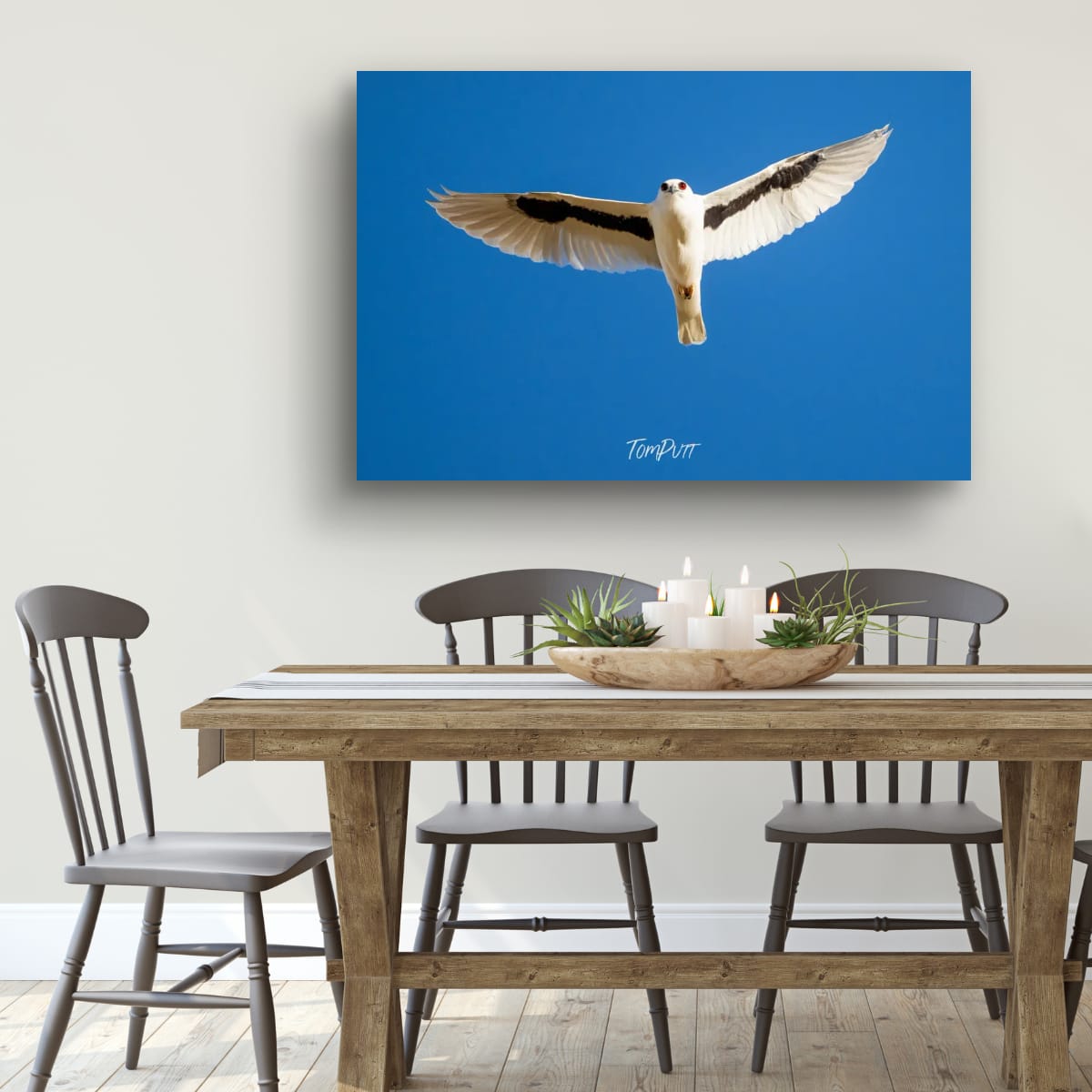 Magestic Flight. Letter-Winged Kite