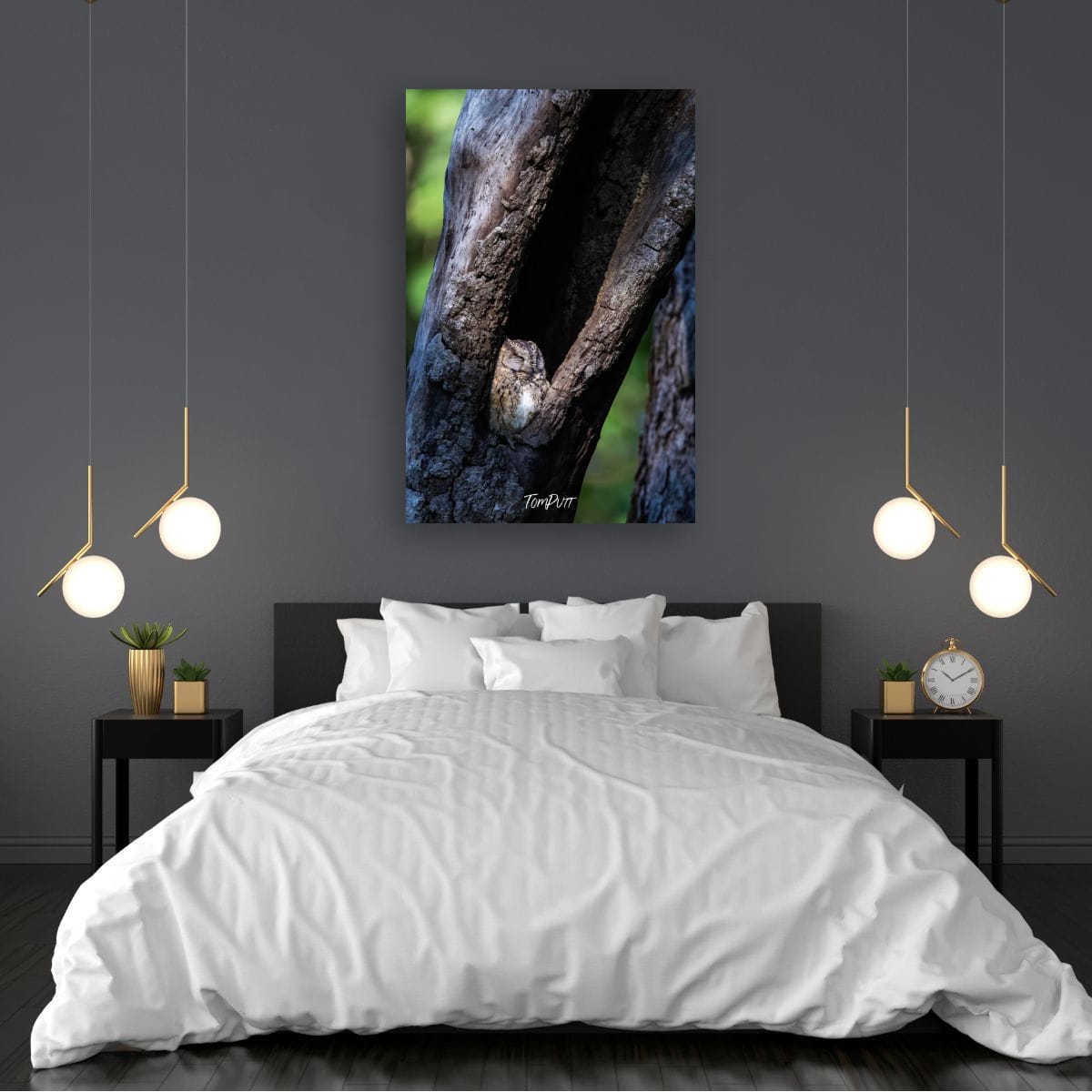 Sleeping Indian Scops Owl