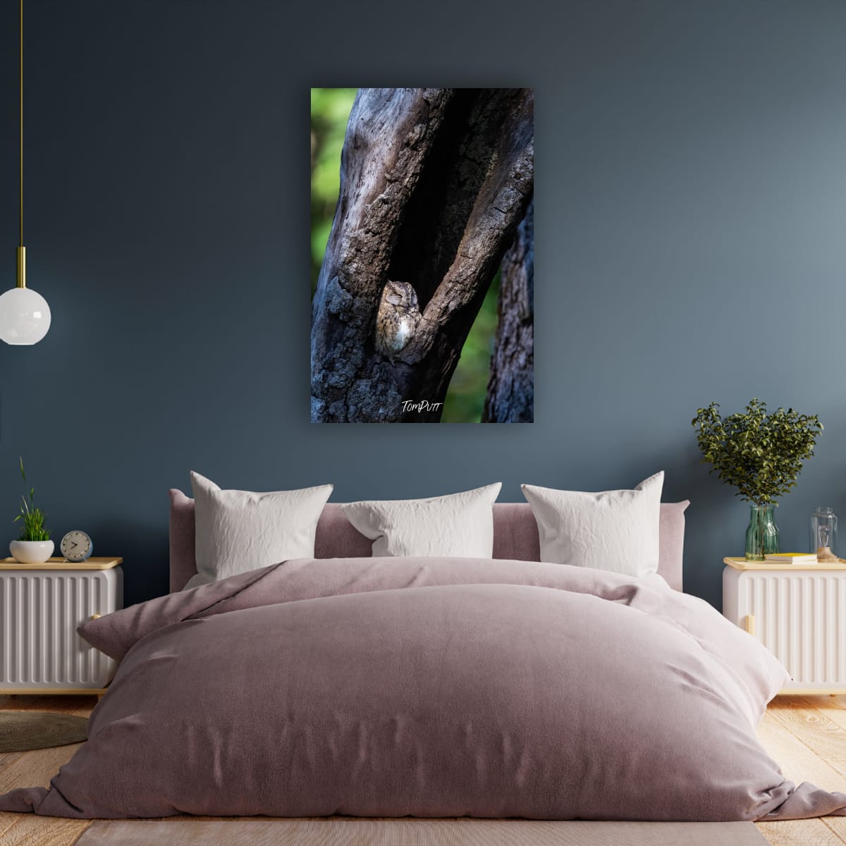 Sleeping Indian Scops Owl