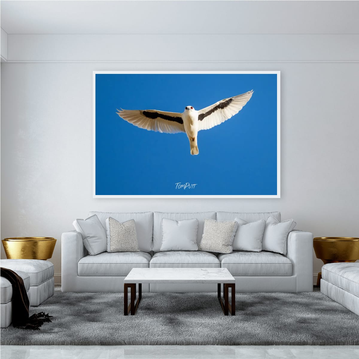 Magestic Flight. Letter-Winged Kite