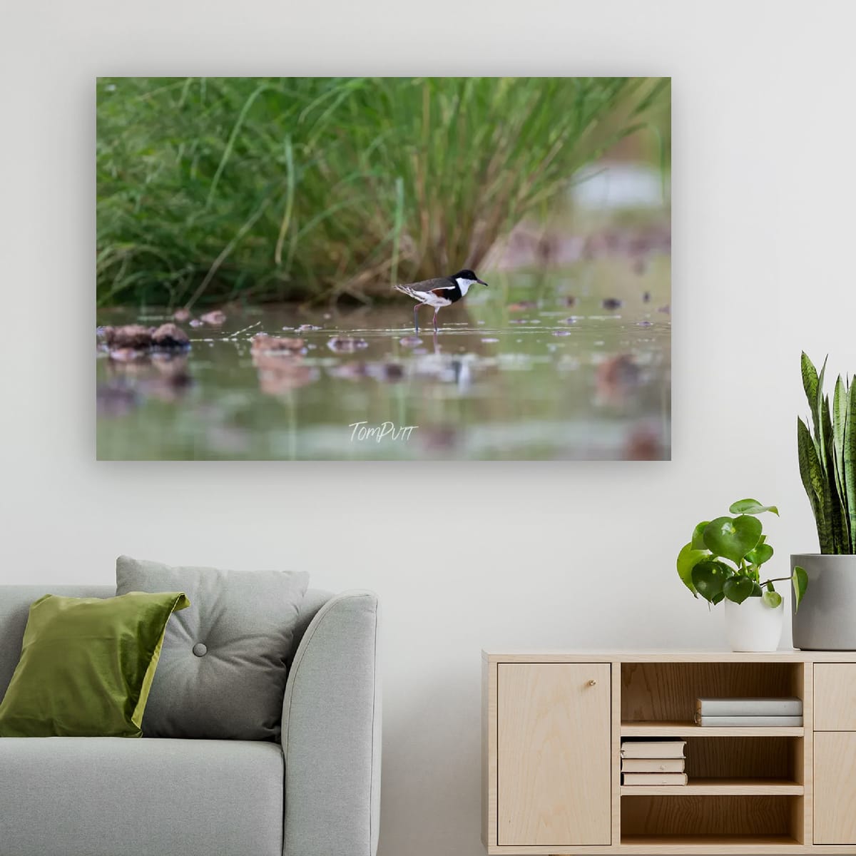 Wading. Red-Kneed Dotterel