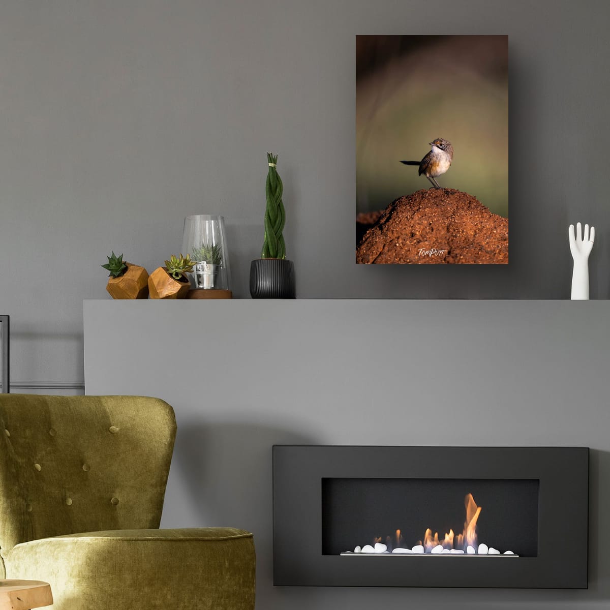 Opalton Grasswren: Look Behind You