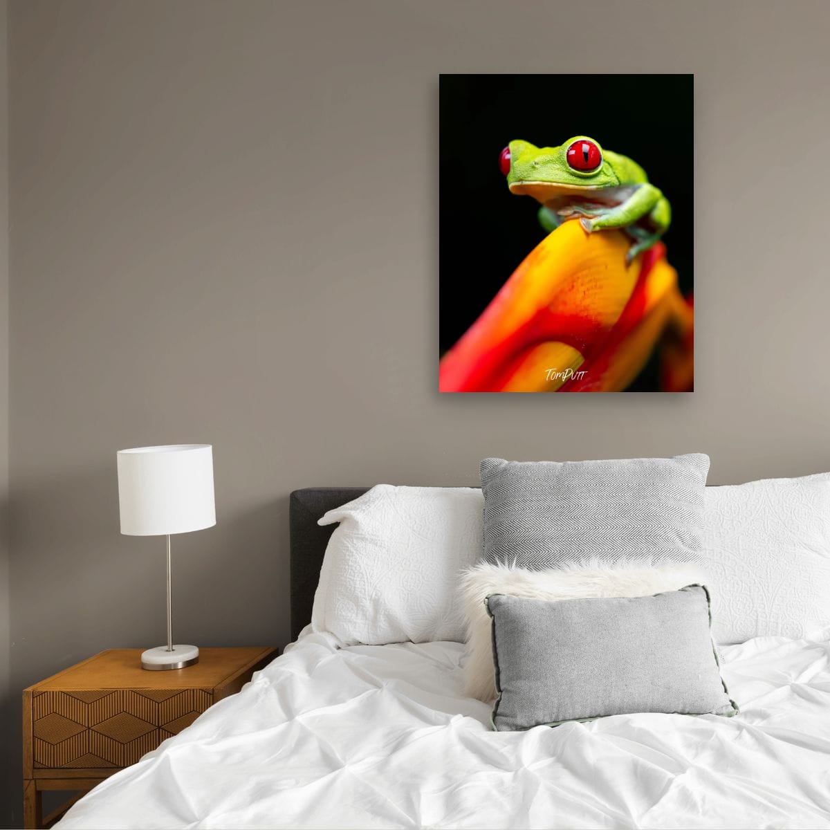 Red-eyed Tree Frog, Costa Rica