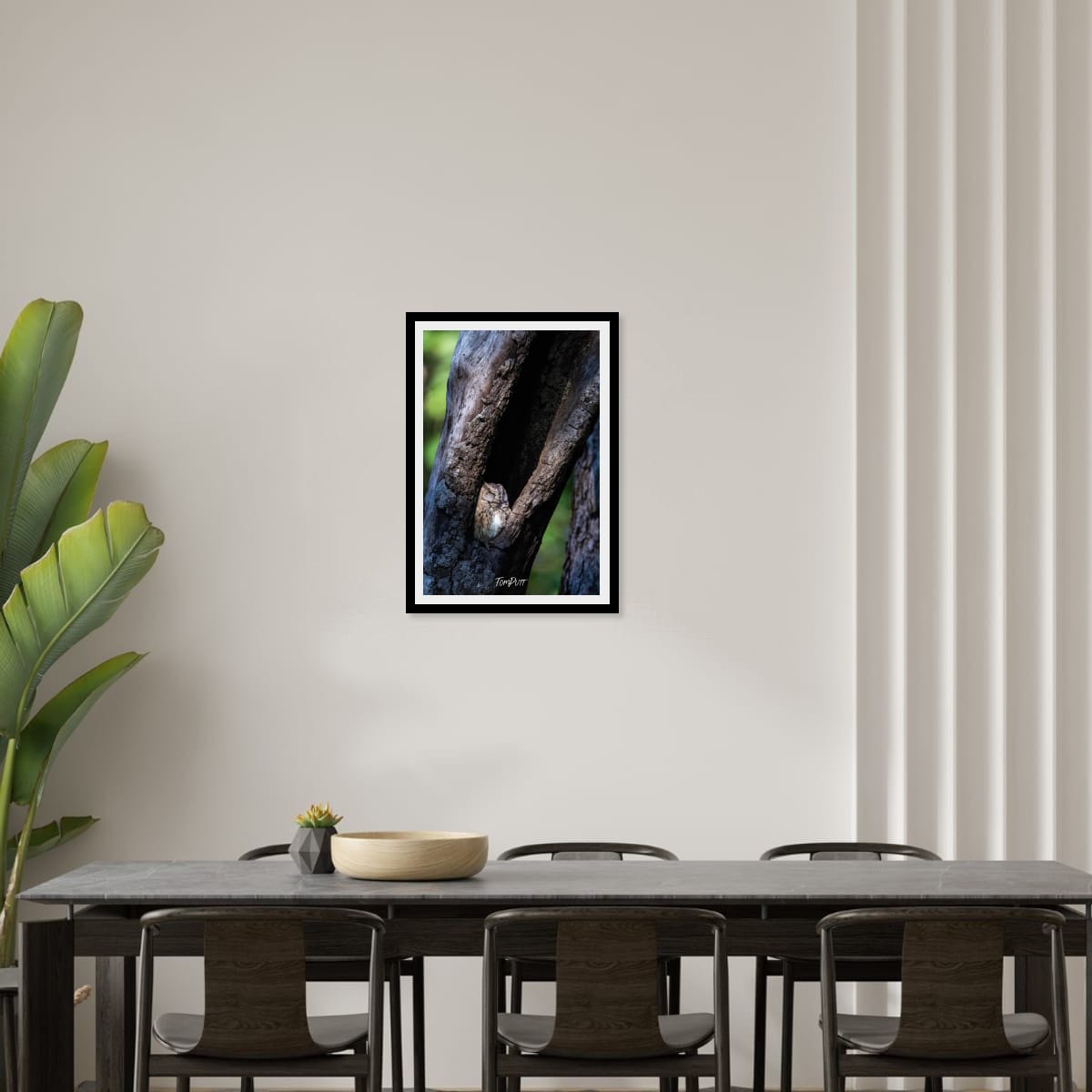 Sleeping Indian Scops Owl