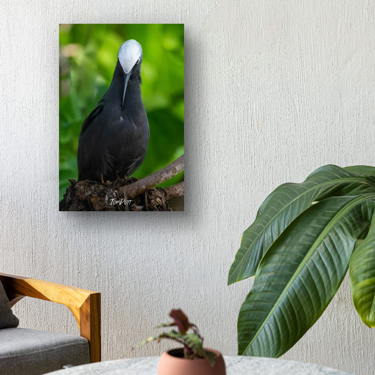 Perched Elegance: Black Noddy