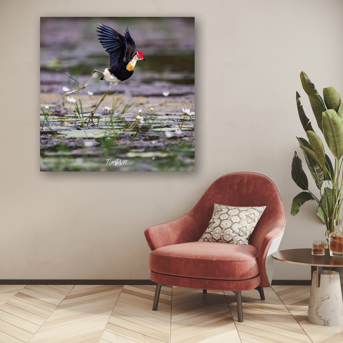 Comb-Crested Jacana Takeoff