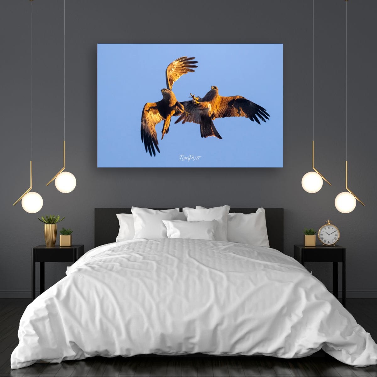 Sky Fight, Black Kite