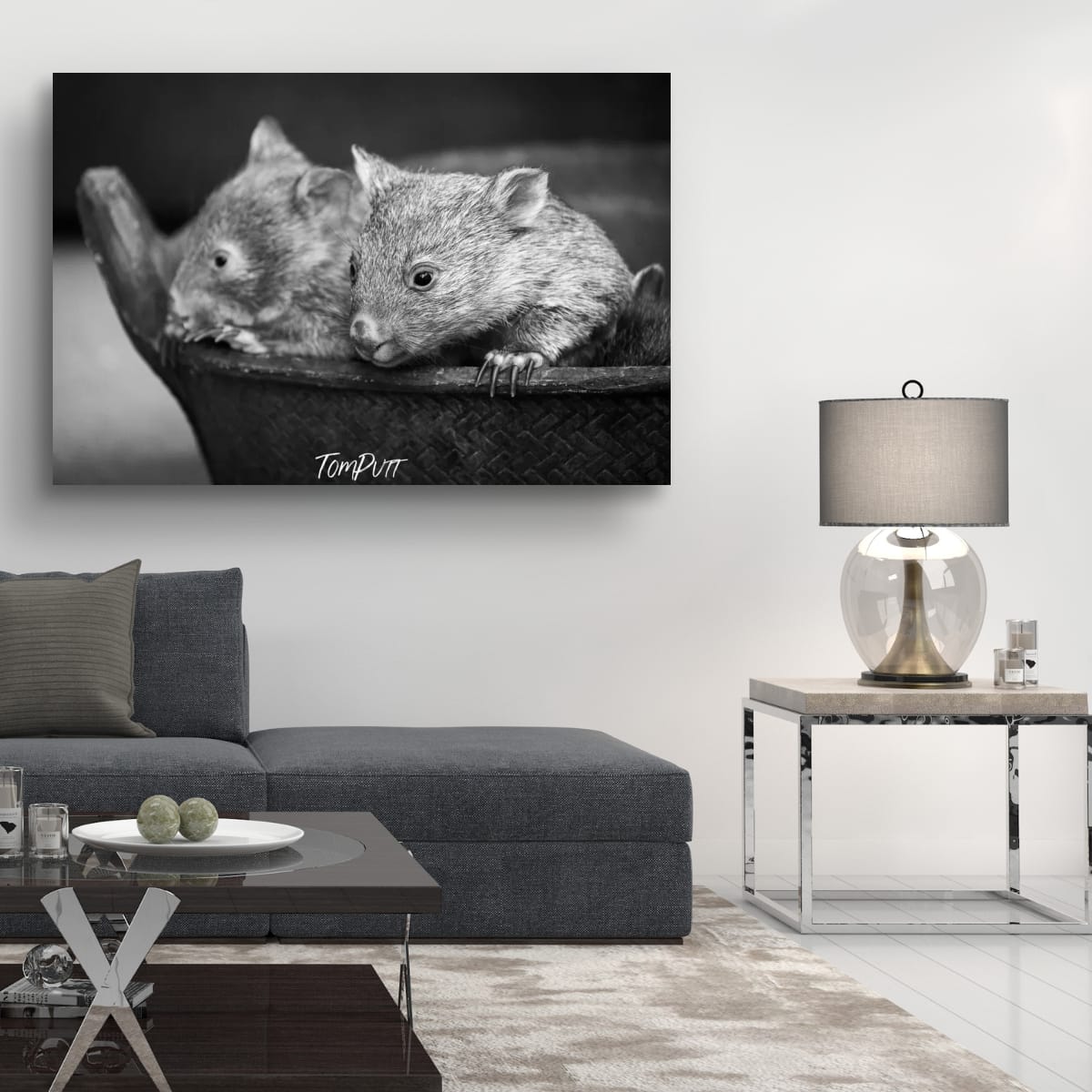 Cuddles, Flinders Island, Tasmania