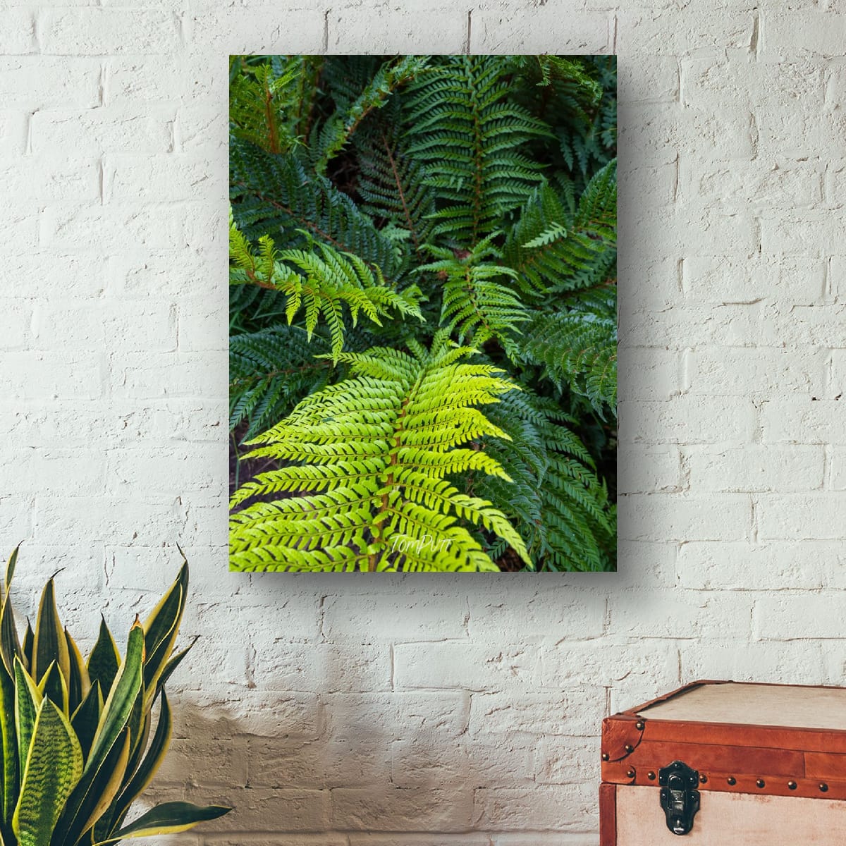 Lush Ferns, Mt Baw Baw