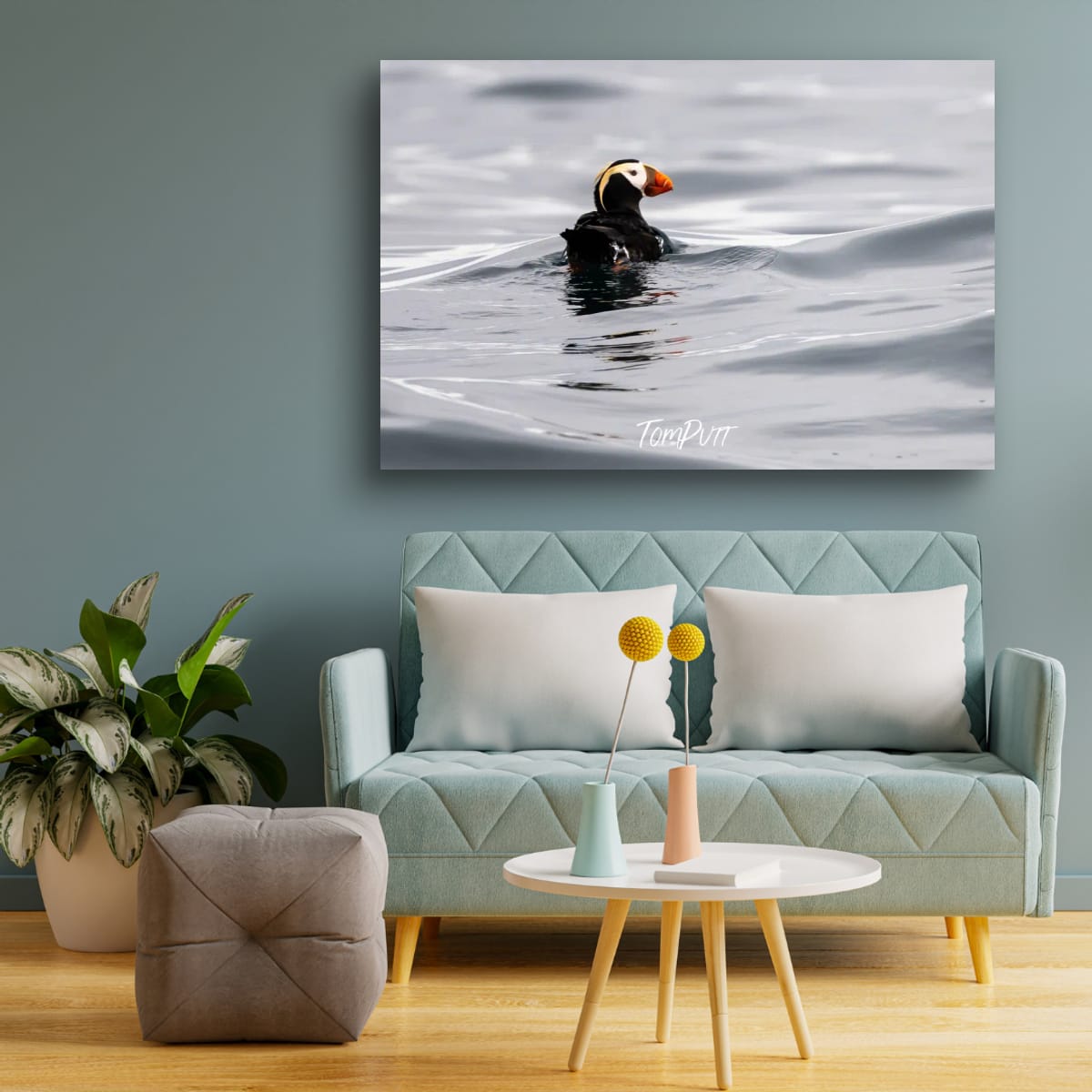Elegant Float: Tufted Puffin