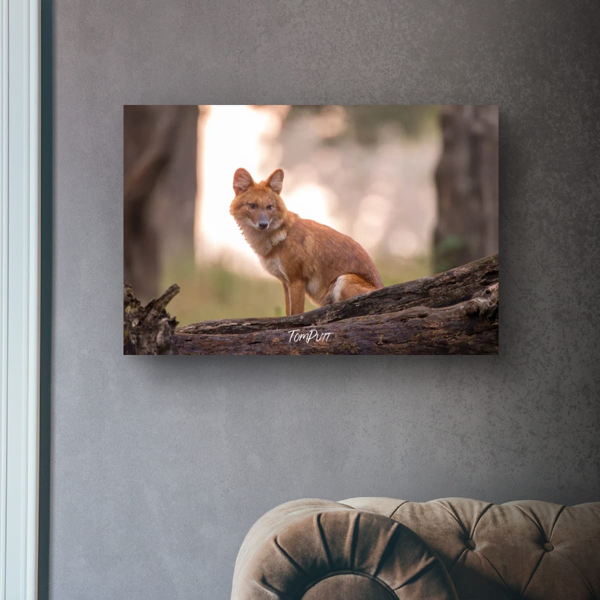 Indian Wild Dog Waiting