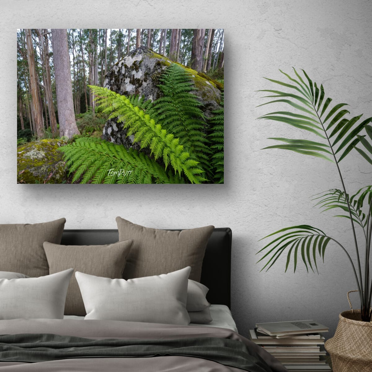 Forest Giants, Mt Baw Baw