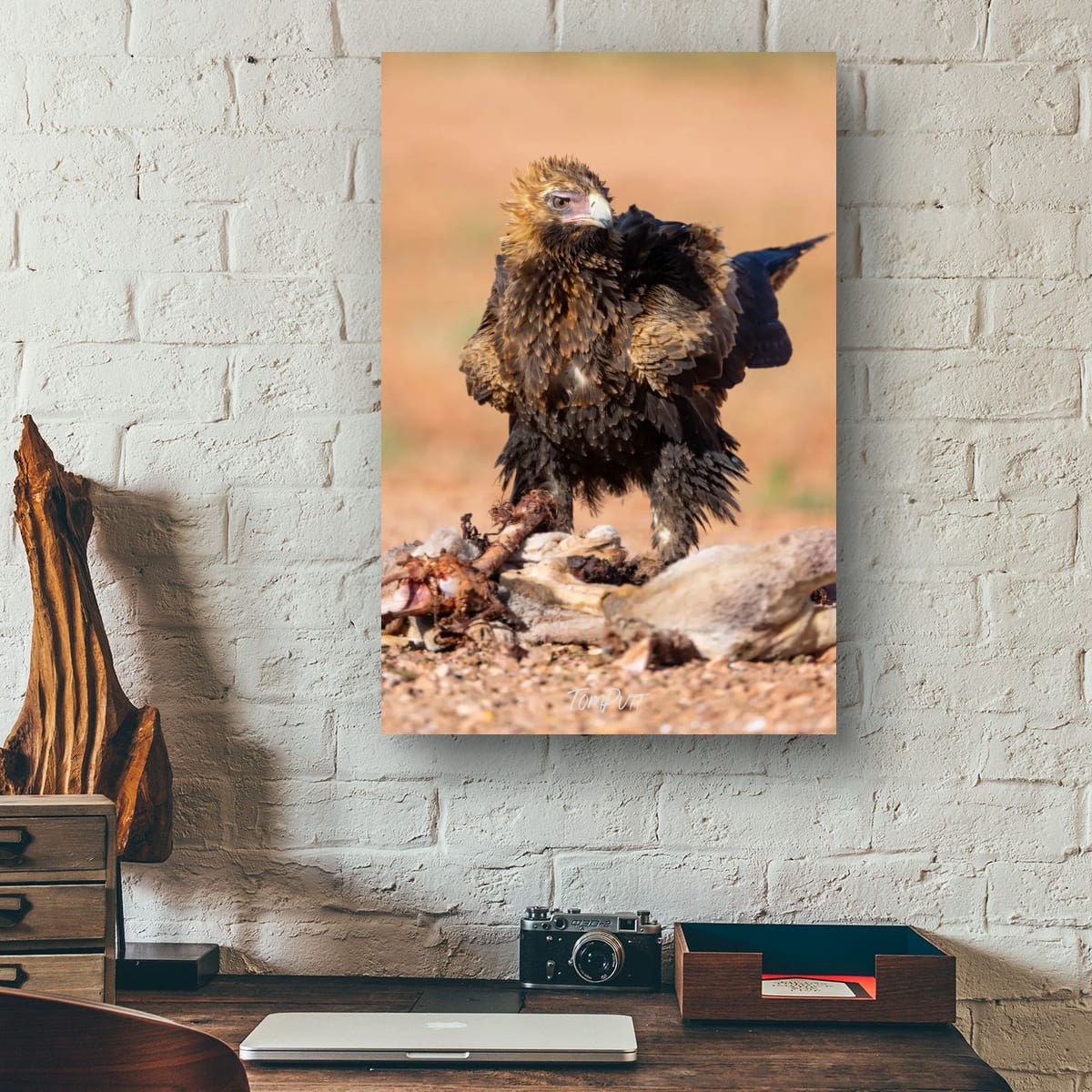 Predator. Wedge-Tailed Eagle