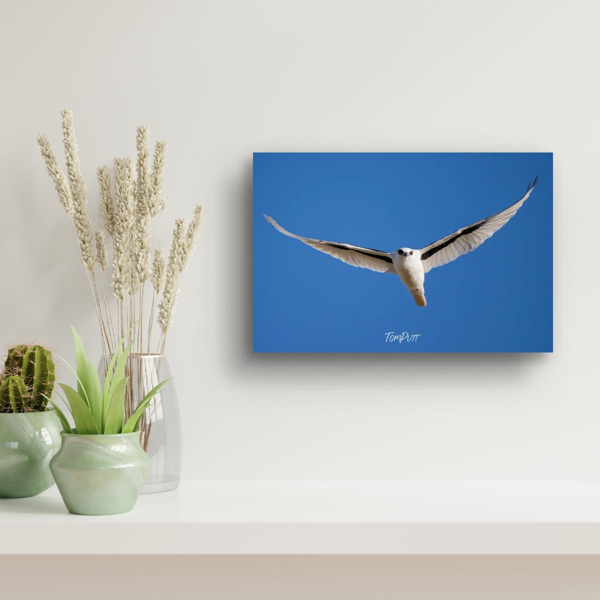 Graceful Flight. Letter-Winged Kite