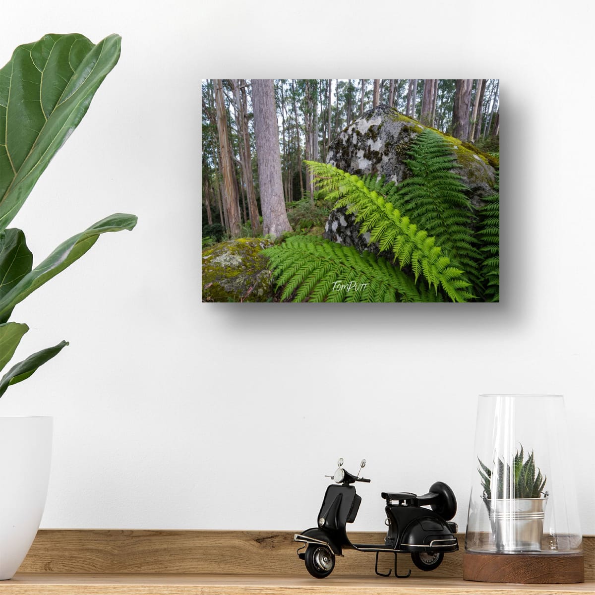 Forest Giants, Mt Baw Baw