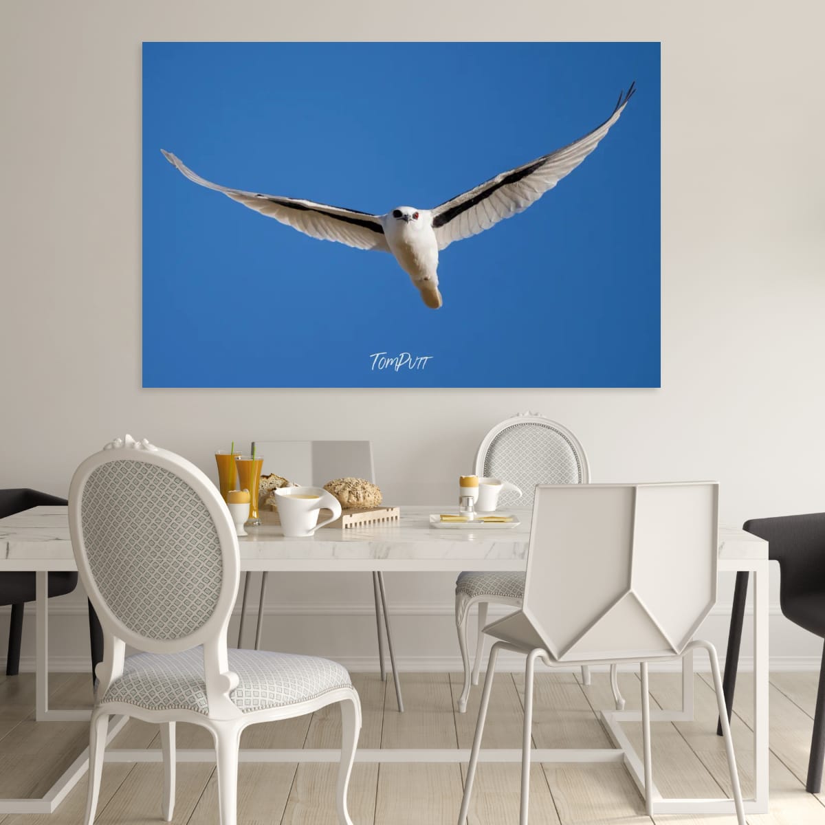 Graceful Flight. Letter-Winged Kite