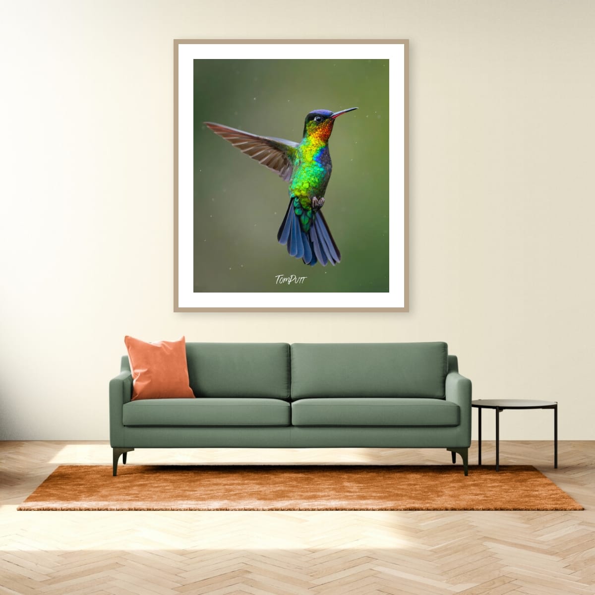 Fiery-throated Hummingbird, Costa Rica