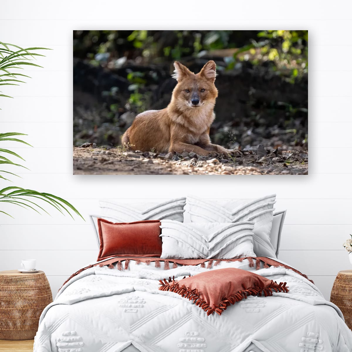 Gaze of the Indian Wild Dog