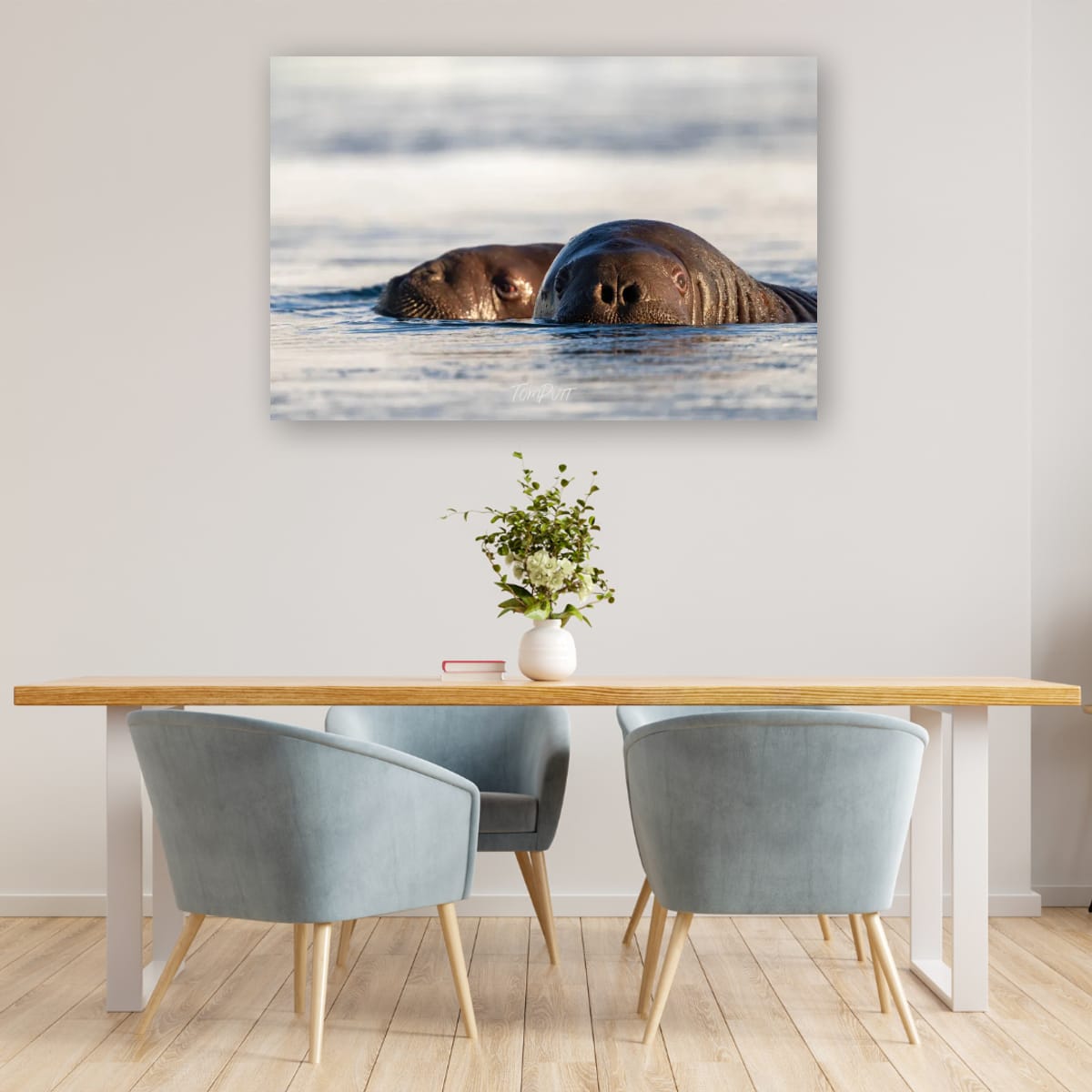 Walrus Watch, Svalbard
