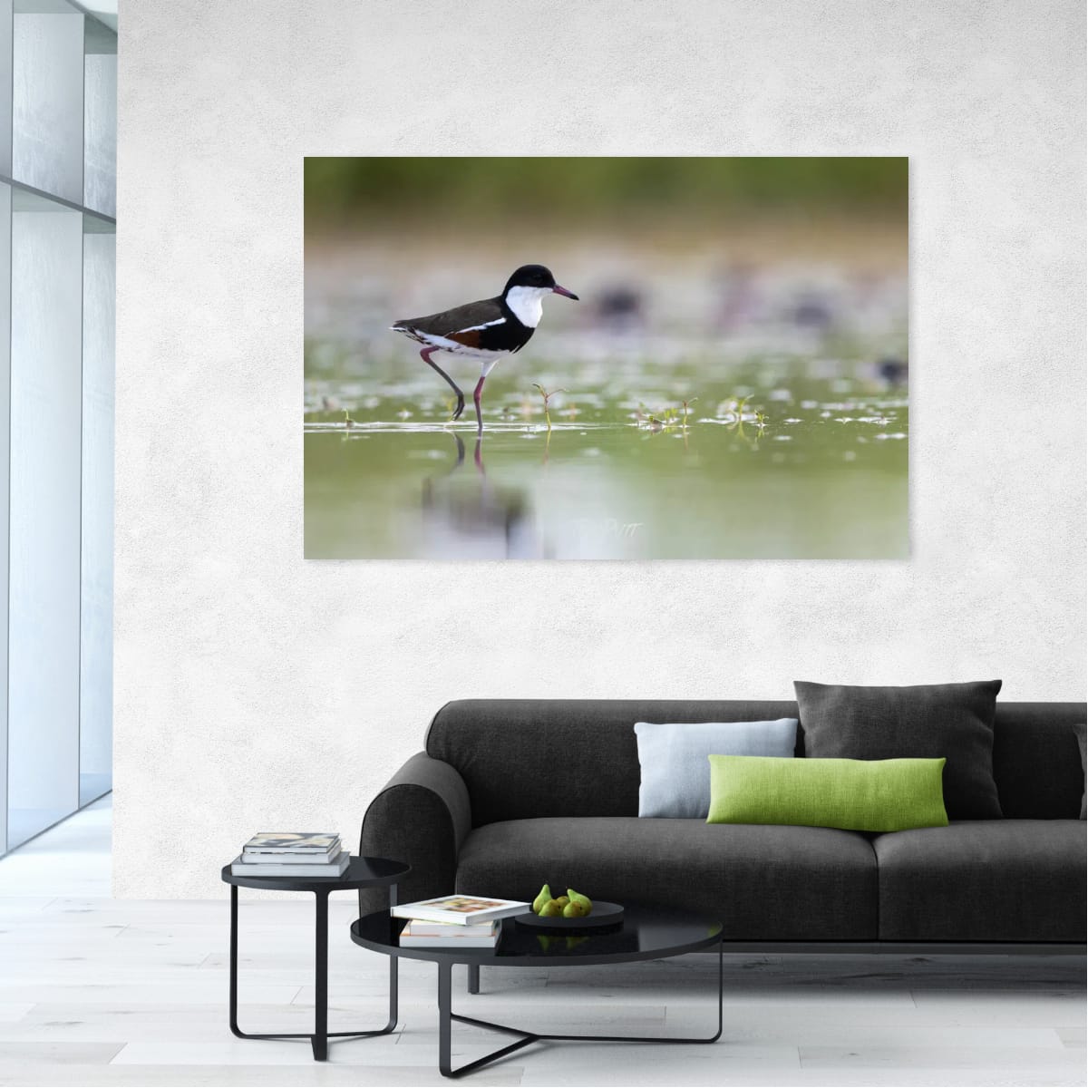In the Shallows. Red-Kneed Dotterel