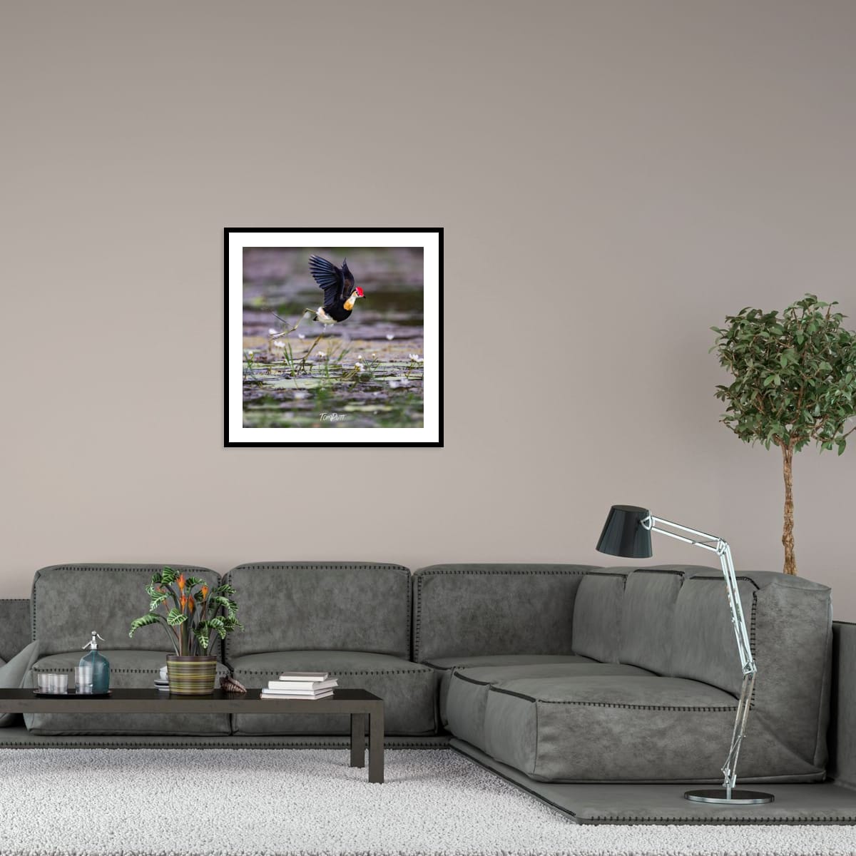 Comb-Crested Jacana Takeoff