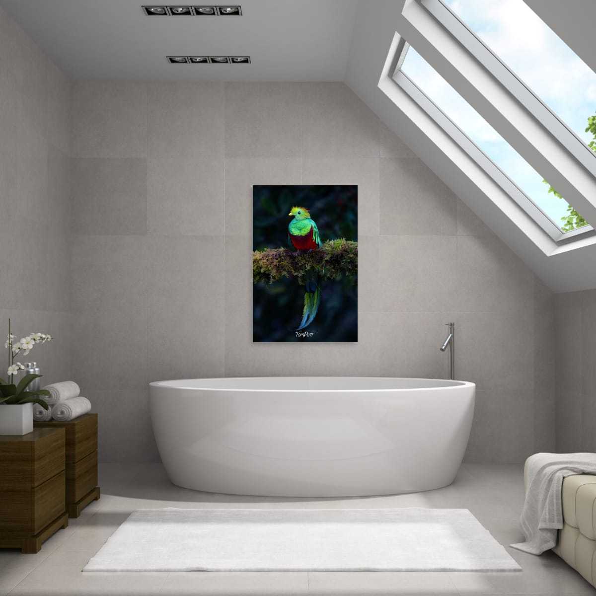 Resplendent Quetzal, Costa Rica