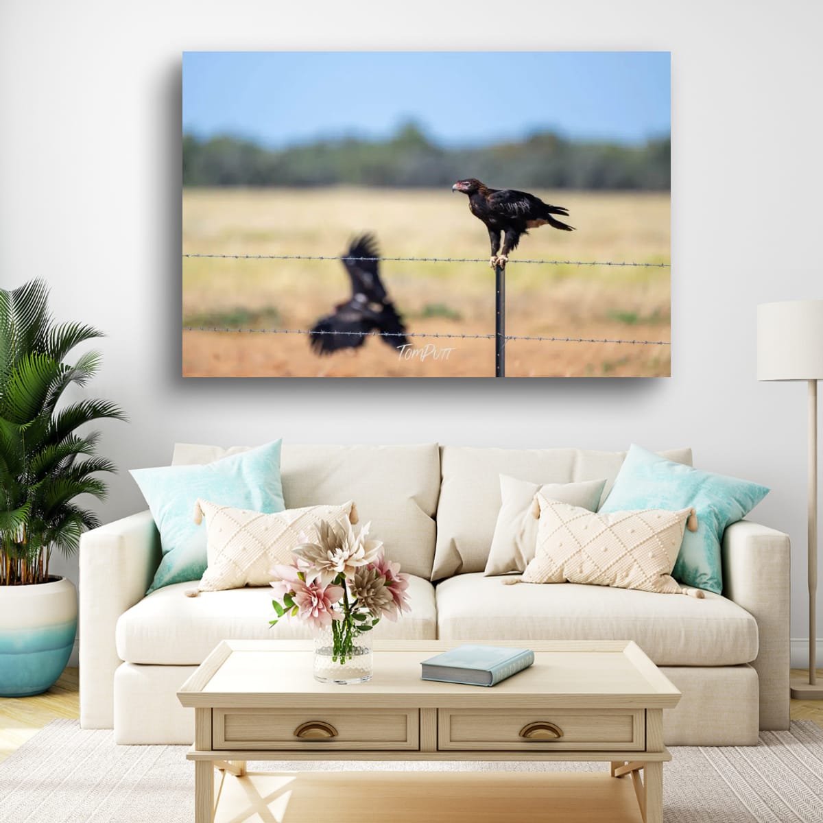 On The Fence. Wedge-Tailed Eagle