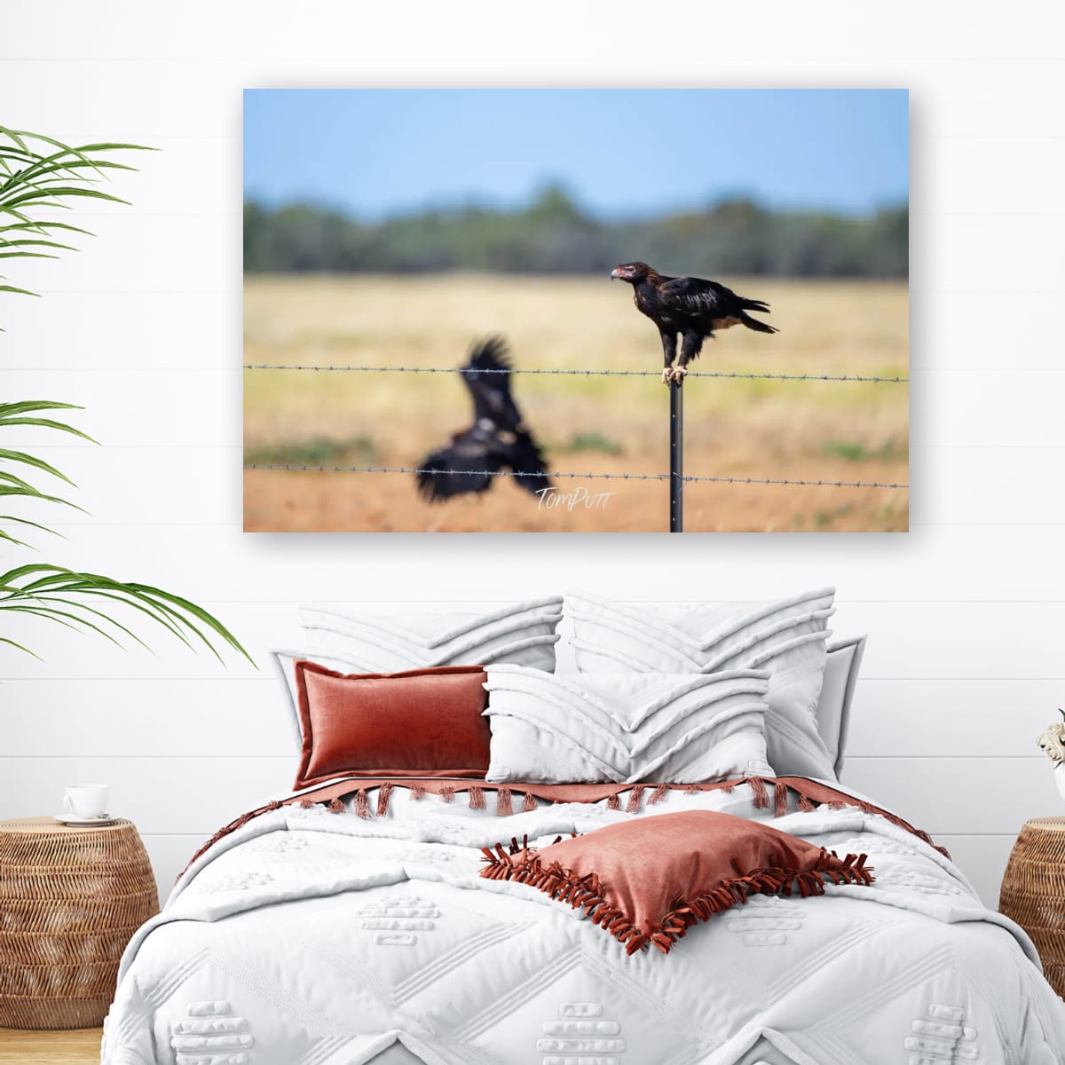 On The Fence. Wedge-Tailed Eagle