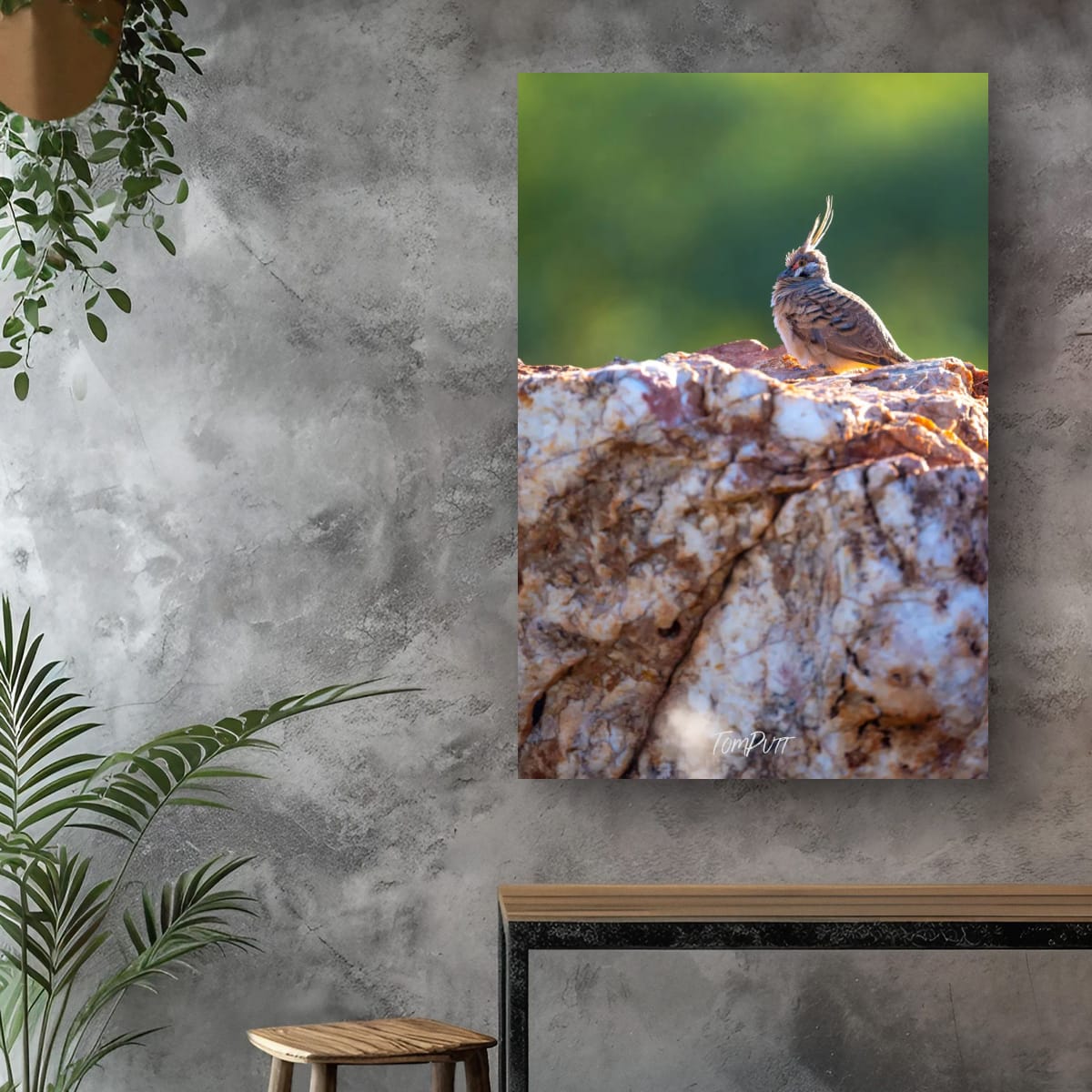Spinifex Pigeon on the Rocks