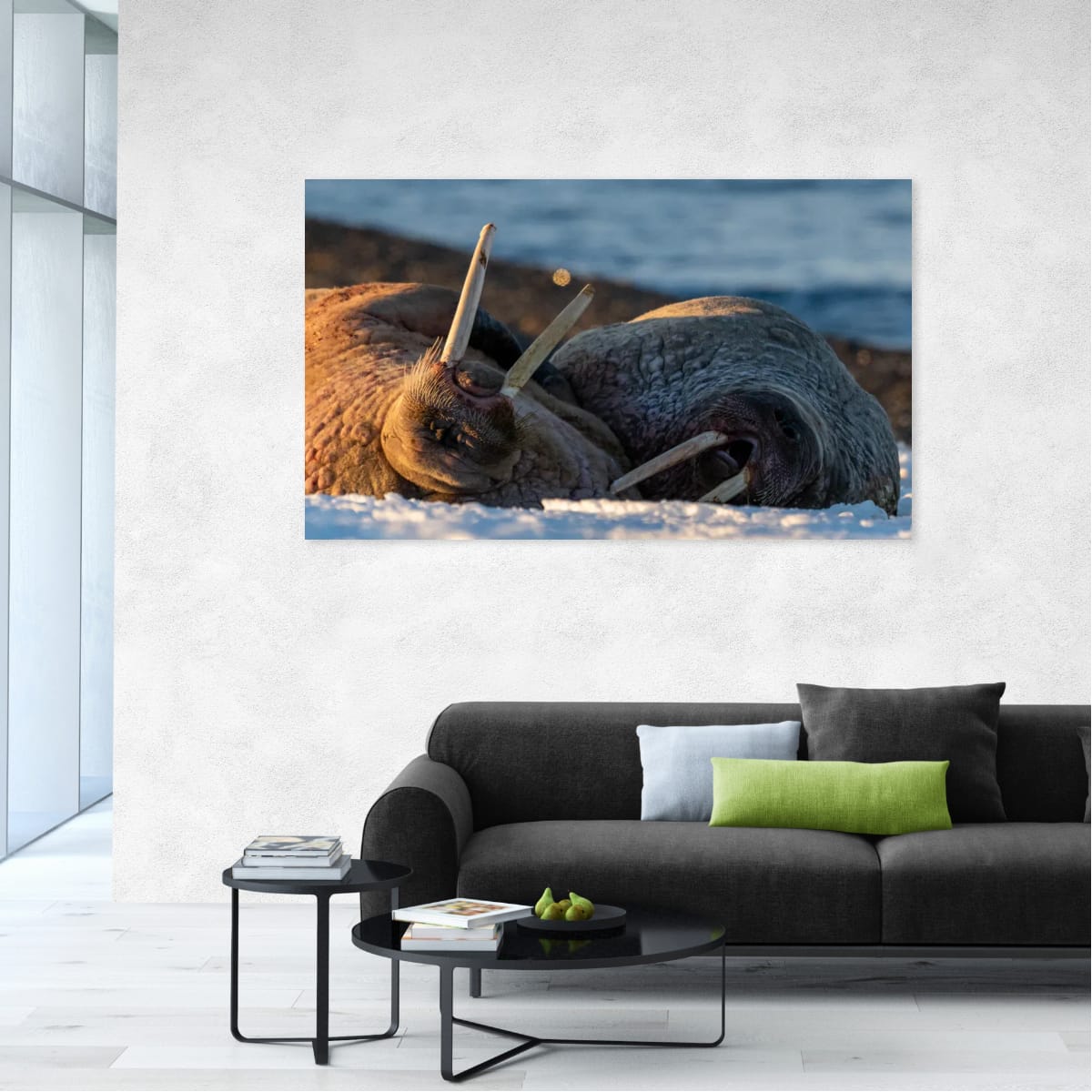 Walrus Basking, Svalbard