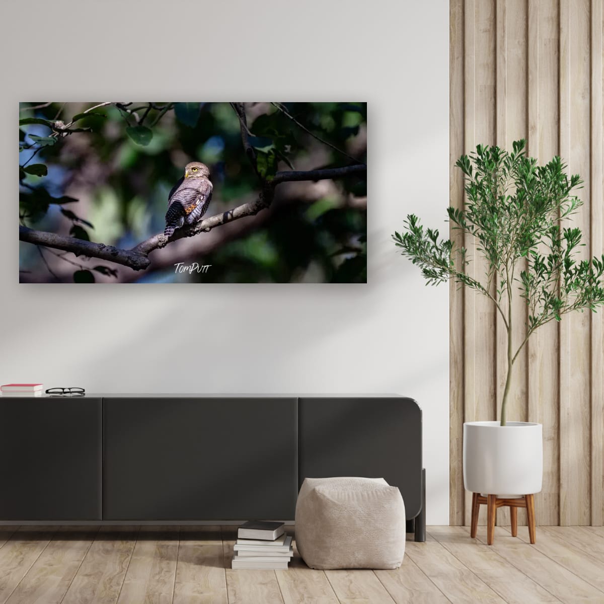 Head Turning Owl, India