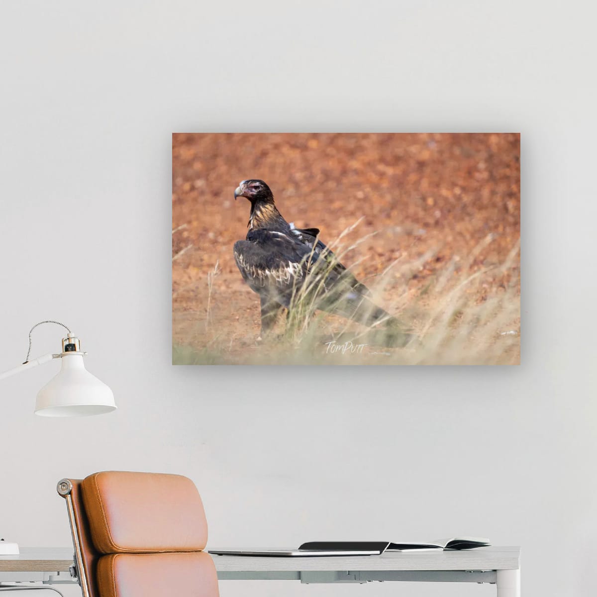 Observant. Wedge-Tailed Eagle