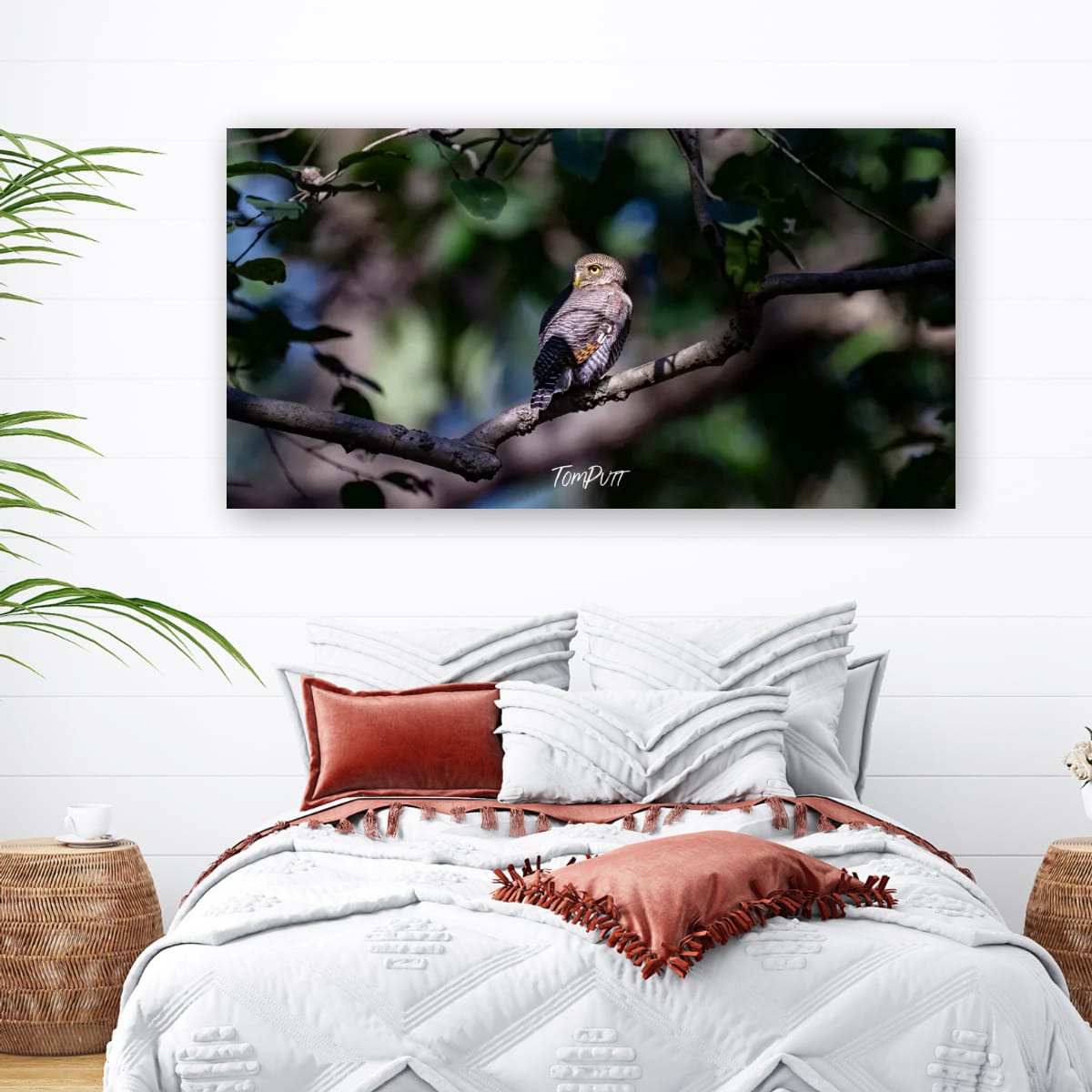 Head Turning Owl, India