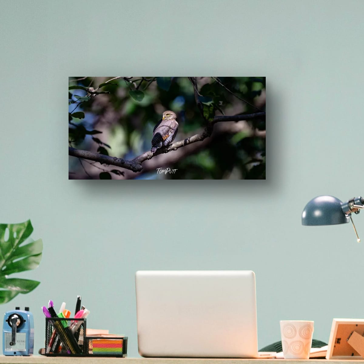 Head Turning Owl, India